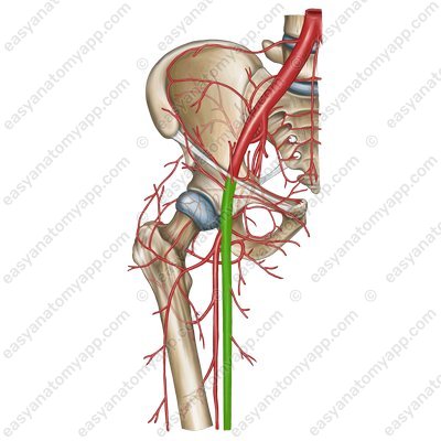 Femoral artery (a. femoralis)